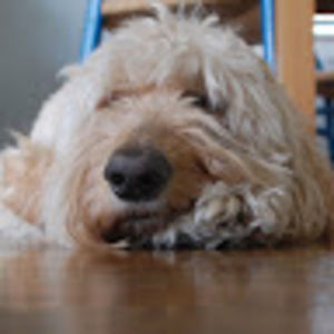 Meet your Posher, Tessa